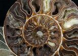 Beautiful Wide Split Ammonite Pair #5951-5
